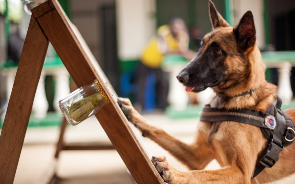 Film sloní války gnomon